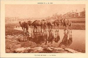 COLOMB BECHAR - Rivière et Dromadaires TBE