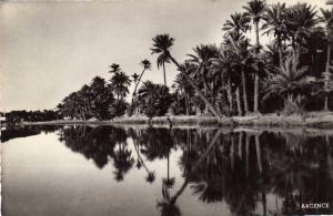 Colomb Bechar   la Palmeraie