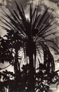 Colomb Bechar   Coucher de soleil de la Palmerale