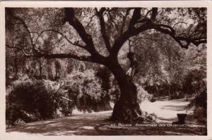 ALGERIE BOUGIE BEJAIA - Promenade des Oliviers Bel arbre