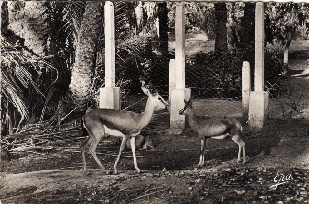 ALGERIE COLOMB BECHAR - Les Gazelles du Jardin public Sorte de Zoo
