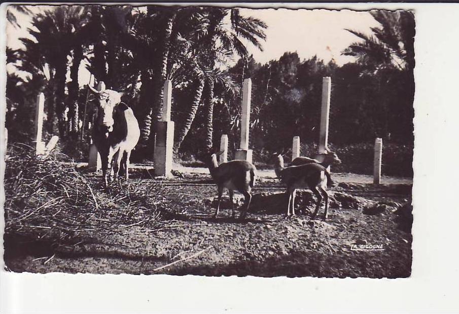 Colomb Bechar, Le parc a Gazelles,  ca. 1951
