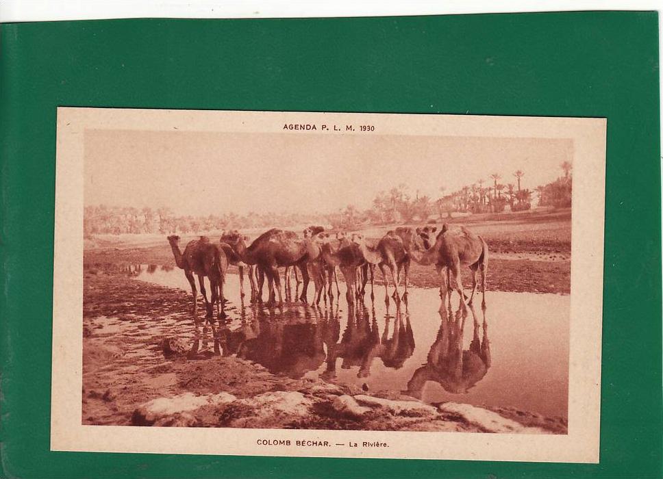 +2313//  COLOMB BECHAR  riviere et animaux    Très Très Bon état  7