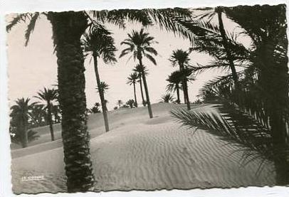 ALGERIA - AK 146283 Colomb-Bechar - palmieres dans les dunes