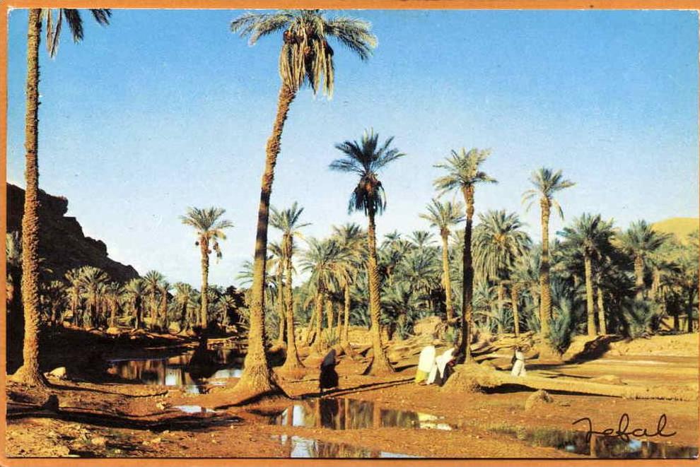 Algérie / BECHAR - La Palmeraie (animée)