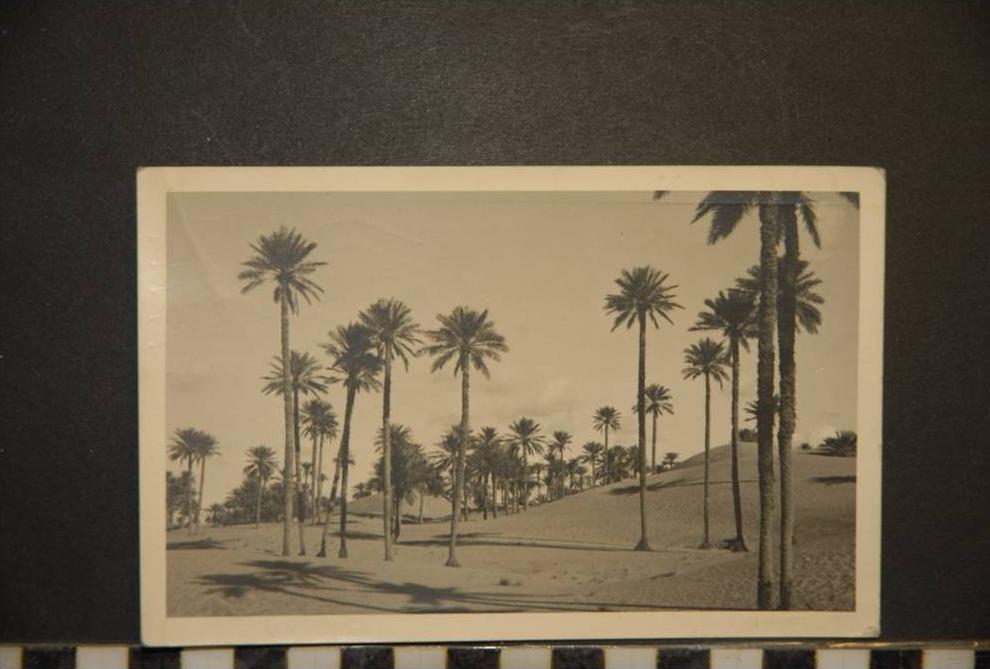 CP, afrique, algérie, colomb bechar cocoteraie palmeraie ?