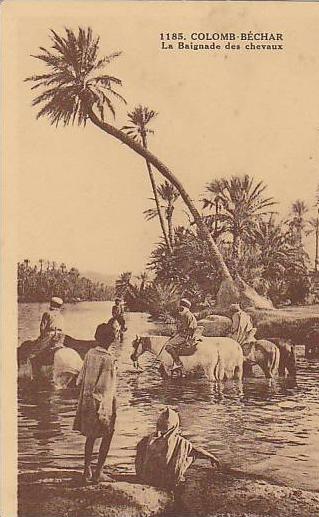 CPA  Algérie Colomb Béchar  La baignade des chevaux ( Chocolat Cardon Cambrai )