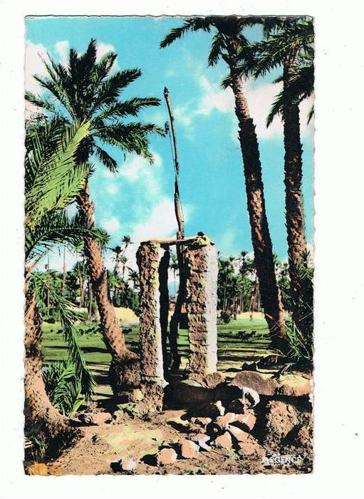 Colomb_béchar     puits de la palmeraie