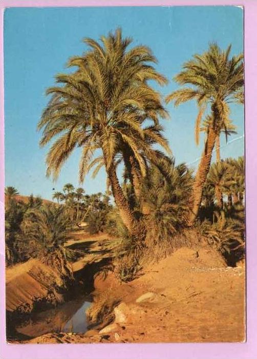 CPM 10*15/M153/BECHAR L OASIS VOIR SCAN PLIURES