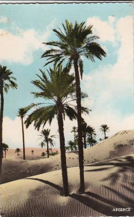 BR40419 Colomb Bechar les dunes   2  scans