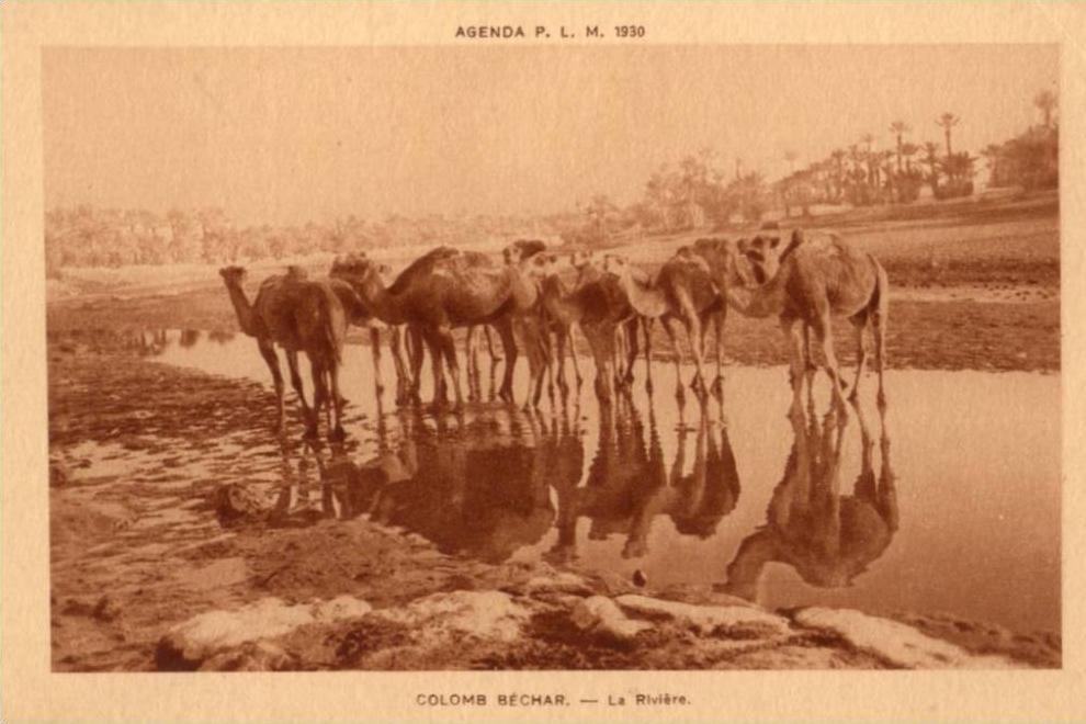 CPA - Colomb Béchar - La rivière