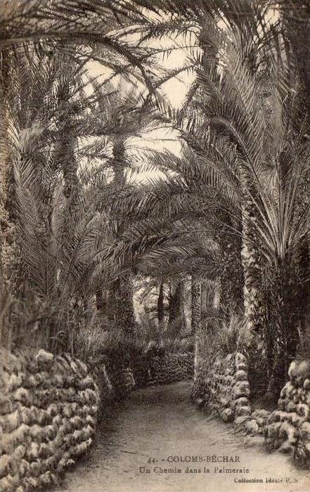 22728   Algeria, Colomb-Bechar,  Un  Chemin  dans  la  Palmeraie,  VG  1920