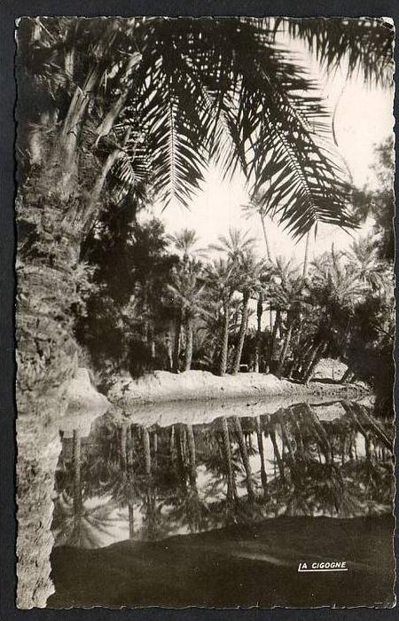 DD  / ALGERIE / COLOMB BECHAR / LA PALMERAIE / CIRCULEE EN 1953