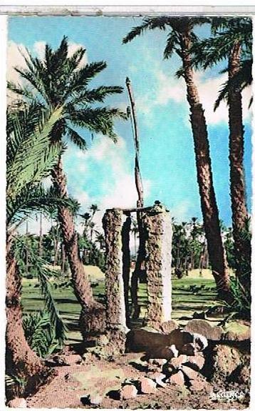 COLOMB  BECHAR  PUITS  DE  LA  PALMERAIE     CPSM  BE   1O276