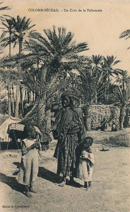 ALGÉRIE - COLOMB BECHAR - Un coin de la Palmeraie