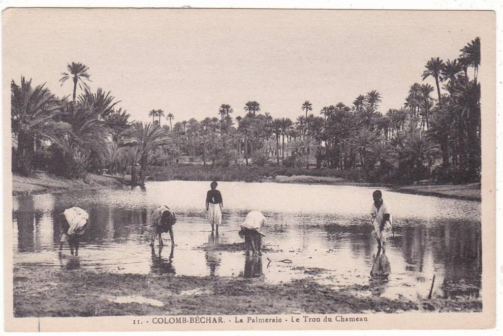 11.  -  COLOMB  BECHAR.  -   La  Palmeraie  -  Le  Trou  du  Chameau