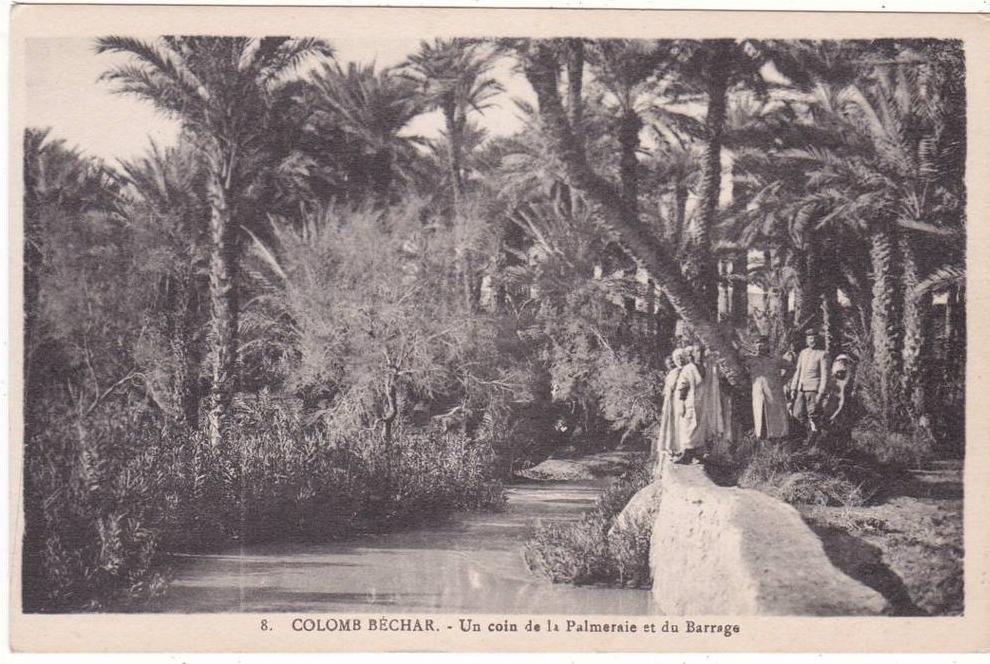 8.  COLOMB  BECHAR.  -   Un  coin  de  la  Palmeraie  et  du  Barrage