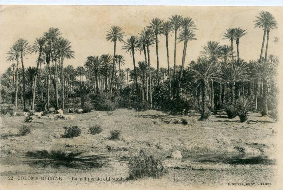 la palmeraie et l'oued