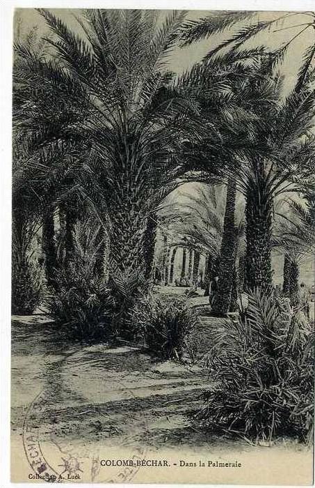 ALGERIE  COLOMB BECHAR  DANS LA PALMERAIE