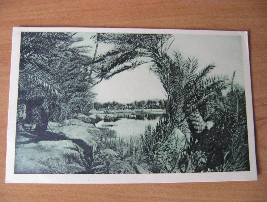 CPA-C --  COLOMB-BECHAR - ETUDE DE PALMIERS