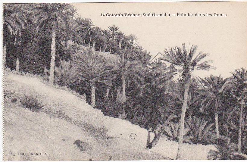 14 - Colomb-Béchar (Sud-Oranais) - Palmier dans les Dunes