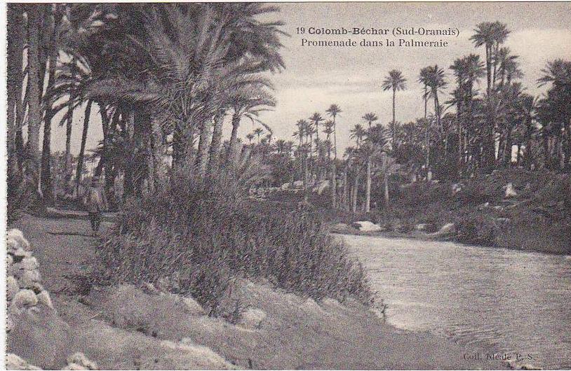 19 - Colomb-Béchar (Sud-Oranais) - Promenade dans la Palmeraie (Petite animation)