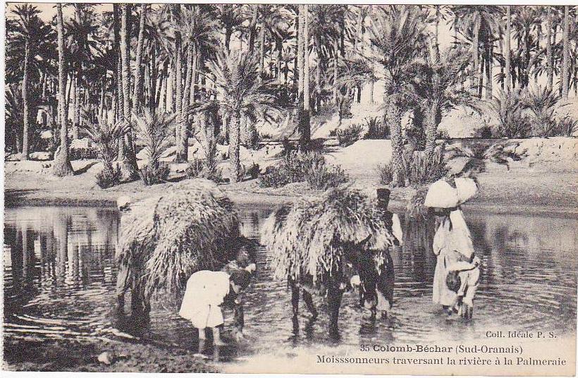 35 - Colomb-Béchar (Sud-Oranais) - Moissonneurs traversant la rivière à la Palmeraie (Belle animation)