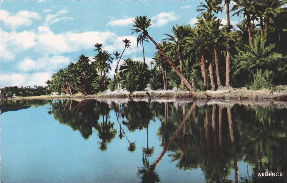 AFRIQUE,AFRIKA,AFRICA,MAG HREB,Algérie,Algéria,BECH AR,PALMERAIE,arbre qui va tomber,rare