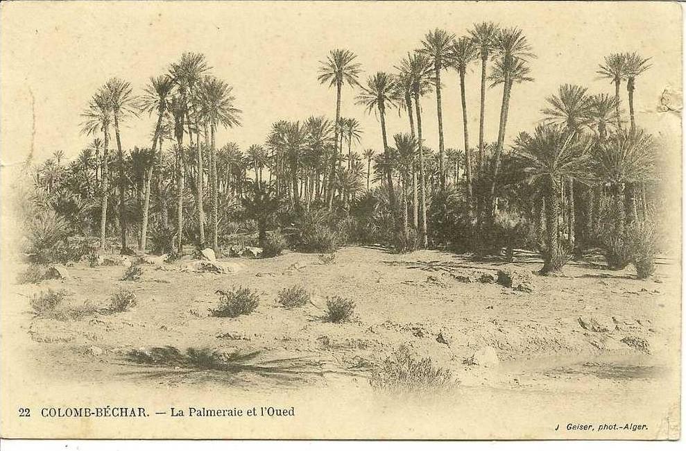 22 - COLOMB-BECHAR - LA PALMERAIE ET L'OUED (   ) ALGERIE