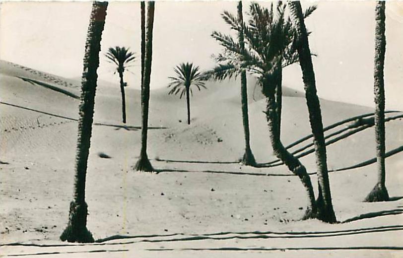 COLOMB-BECHAR - Les Dunes (Ed. R. Delayance)