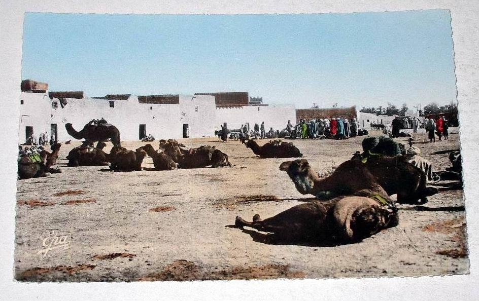 belle CPSM format CPA Afrique Algérie Colomb Béchar - Place des Chameaux