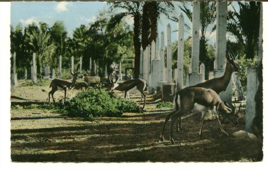 CPSM BECHAR jardin public GAZELLES