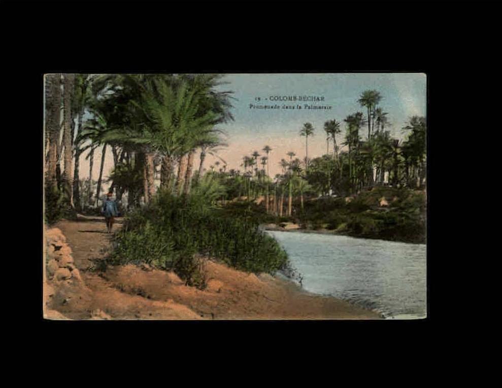 19 - COLOMB-BECHAR - Promenade dans la Palmeraie