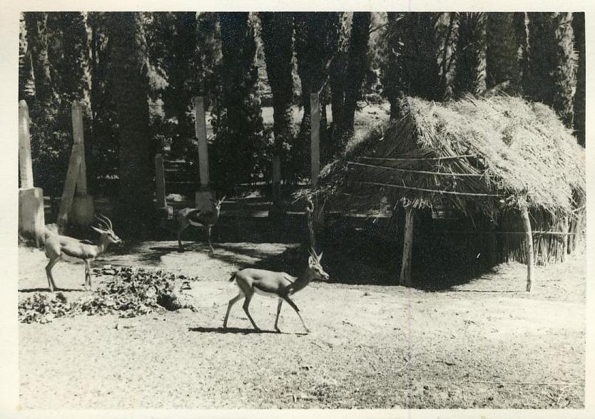 Algérie - Photographie - Colomb Béchard -  Village gazelles