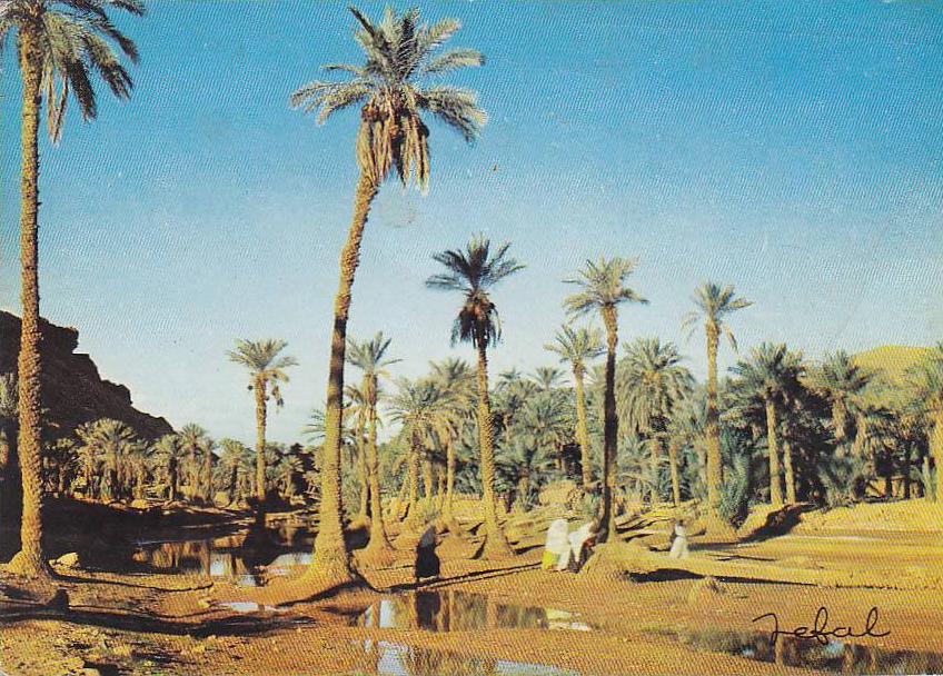 Bechar - la Palmeraie 1969