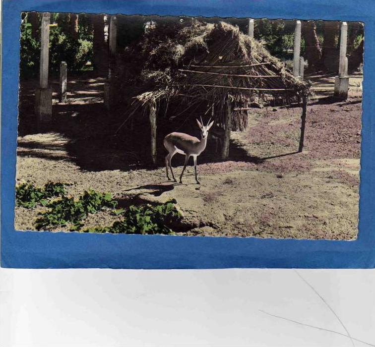 COLOM BECHAR-gazelle-au jardin public de BECHAR--