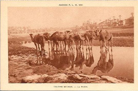 COLOMB BECHAR - Rivière et Dromadaires TBE