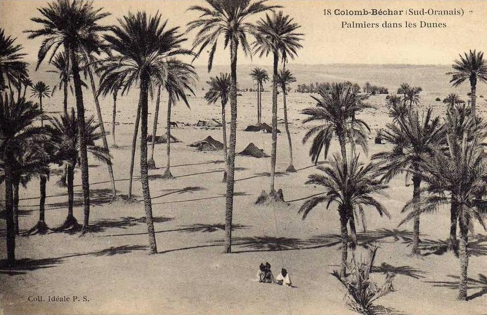Colomb Bechar ( Sud - Oranais )   Palmiers dans les Dunes