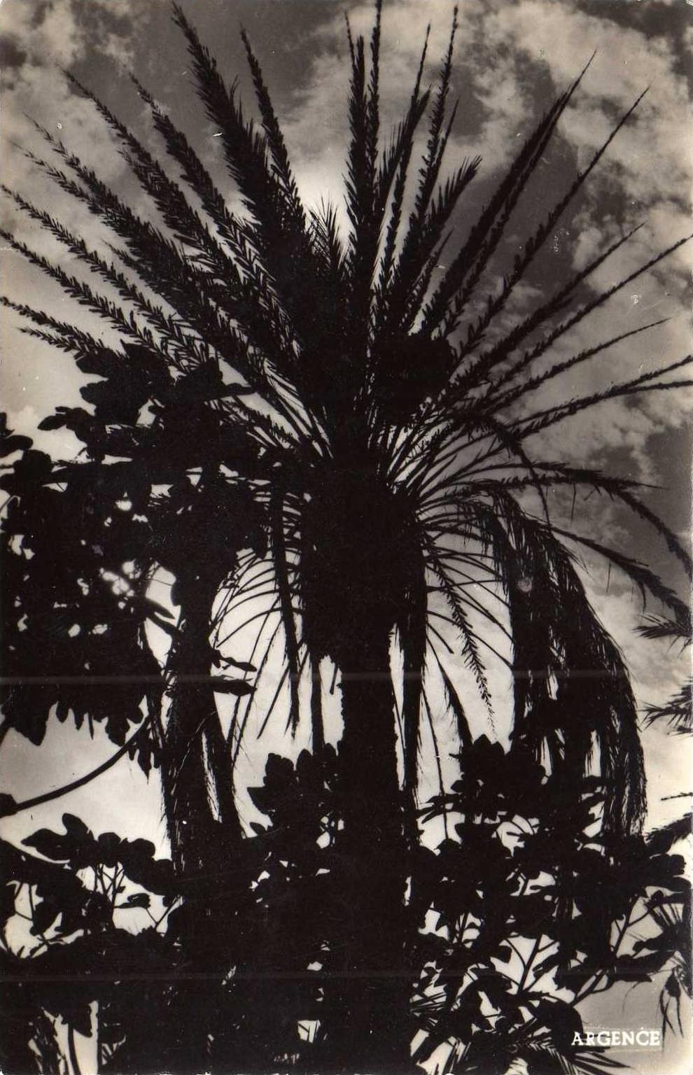 Colomb Bechar   Coucher de soleil de la Palmerale