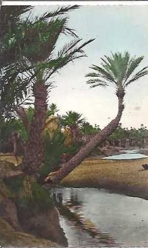 COLOMB-BECHAR. PALMIERS DANS L'OUED.