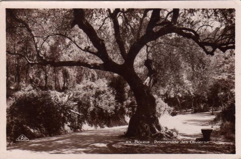 ALGERIE BOUGIE BEJAIA - Promenade des Oliviers Bel arbre