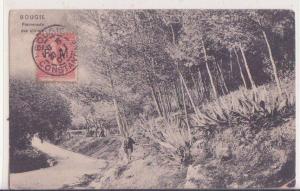 algérie   bougie       promenade des oliviers