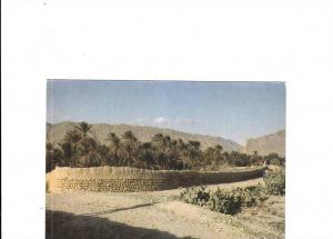 B48395 Algerie Azazga plam trees not used perfect shape