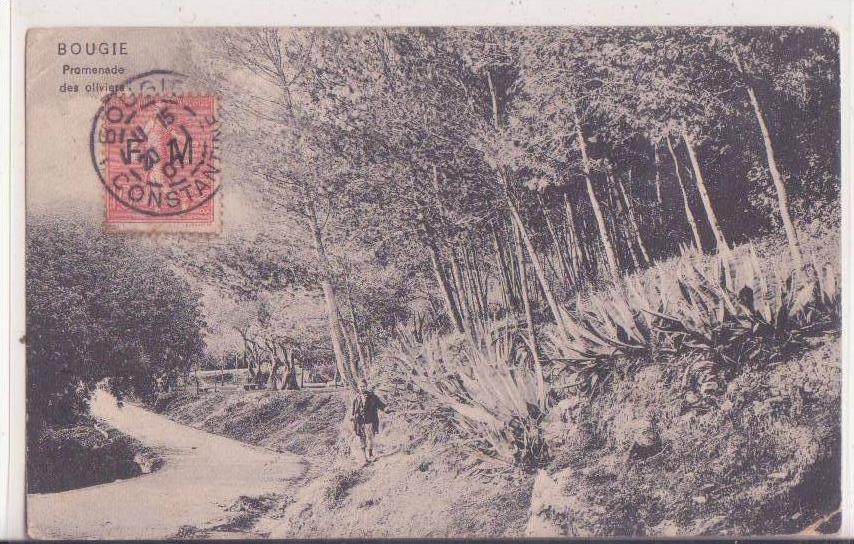 algérie   bougie       promenade des oliviers