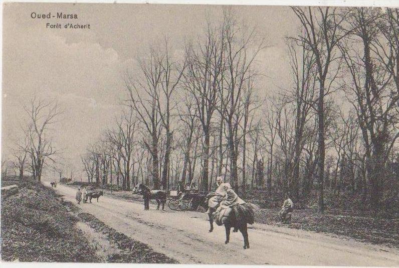 CPA ALGERIE BOUGIE Environs Oued Marsa Forêt d'Acherit