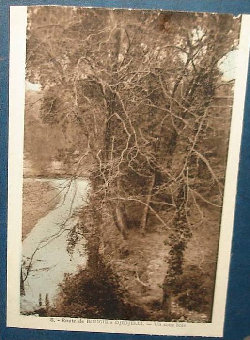 Route de BOUGIE A DJIDJELLI.Un Sous Bois.Cpa (carnet coupé court sur un coté),voyagé,be
