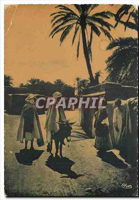 CPM Biskra Constantine Dans l'Oasis Ane Mule