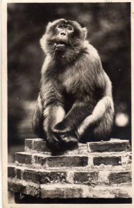 ALGERIE BLIDA - Le singe TAGO certainement au Zoo