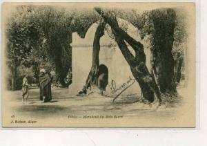 AFRIQUE               ALGERIE       BLIDA     MARABOUT