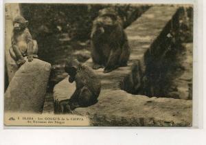 AFRIQUE               ALGERIE       BLIDA     LES SINGES